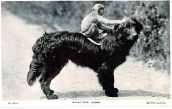 Captain Bie's dog and monkey 